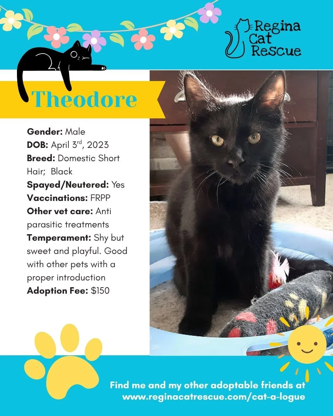 🌷🐣 Hoppy April! 🐣🌷⁠
⁠
Spring is in the air, the snow is melting, and love is blooming at Regina Cat Rescue! 💛 Just like Easter eggs, some of the sweetest surprises are waiting to be discovered, and ours happen to have whiskers, toe beans, and th