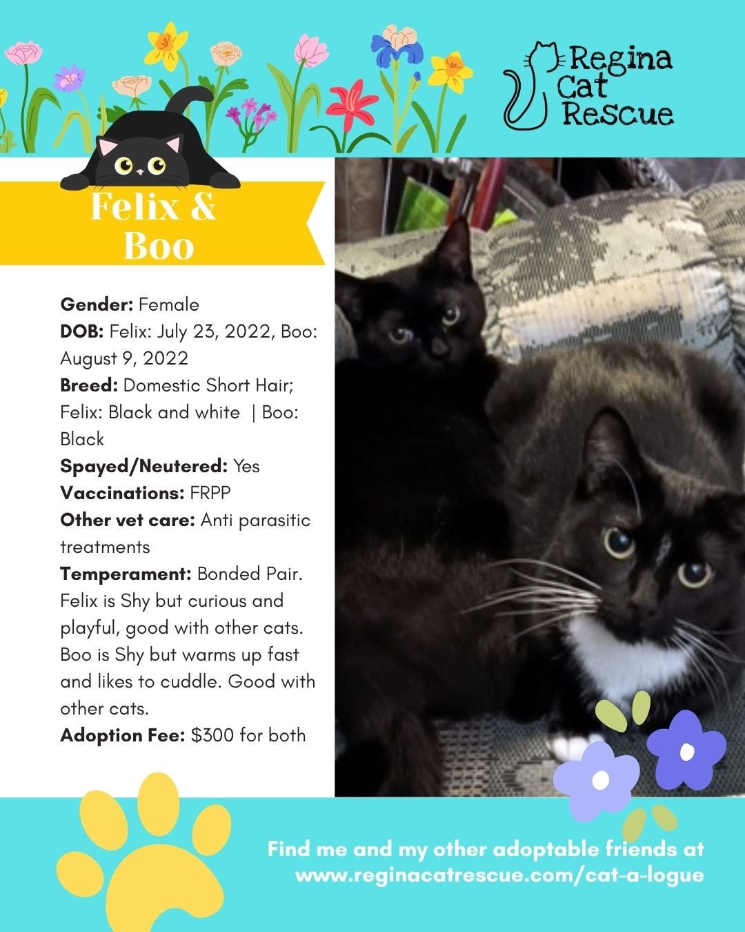 🌷🐣 Hoppy April! 🐣🌷⁠
⁠
Spring is in the air, the snow is melting, and love is blooming at Regina Cat Rescue! 💛 Just like Easter eggs, some of the sweetest surprises are waiting to be discovered, and ours happen to have whiskers, toe beans, and th