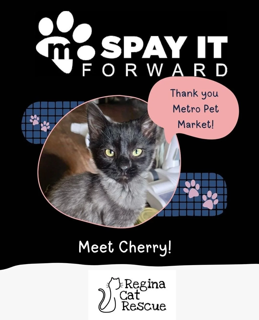 A huge thank you to @MetroPetMarket for Spaying It Forward! This month, Metro paid for Cherry's spay surgery as part of their ongoing mission to foster responsible pet guardianship. ⁠
⁠
Cherry is a bright, spirited girl who loves to &ldquo;talk&rdquo