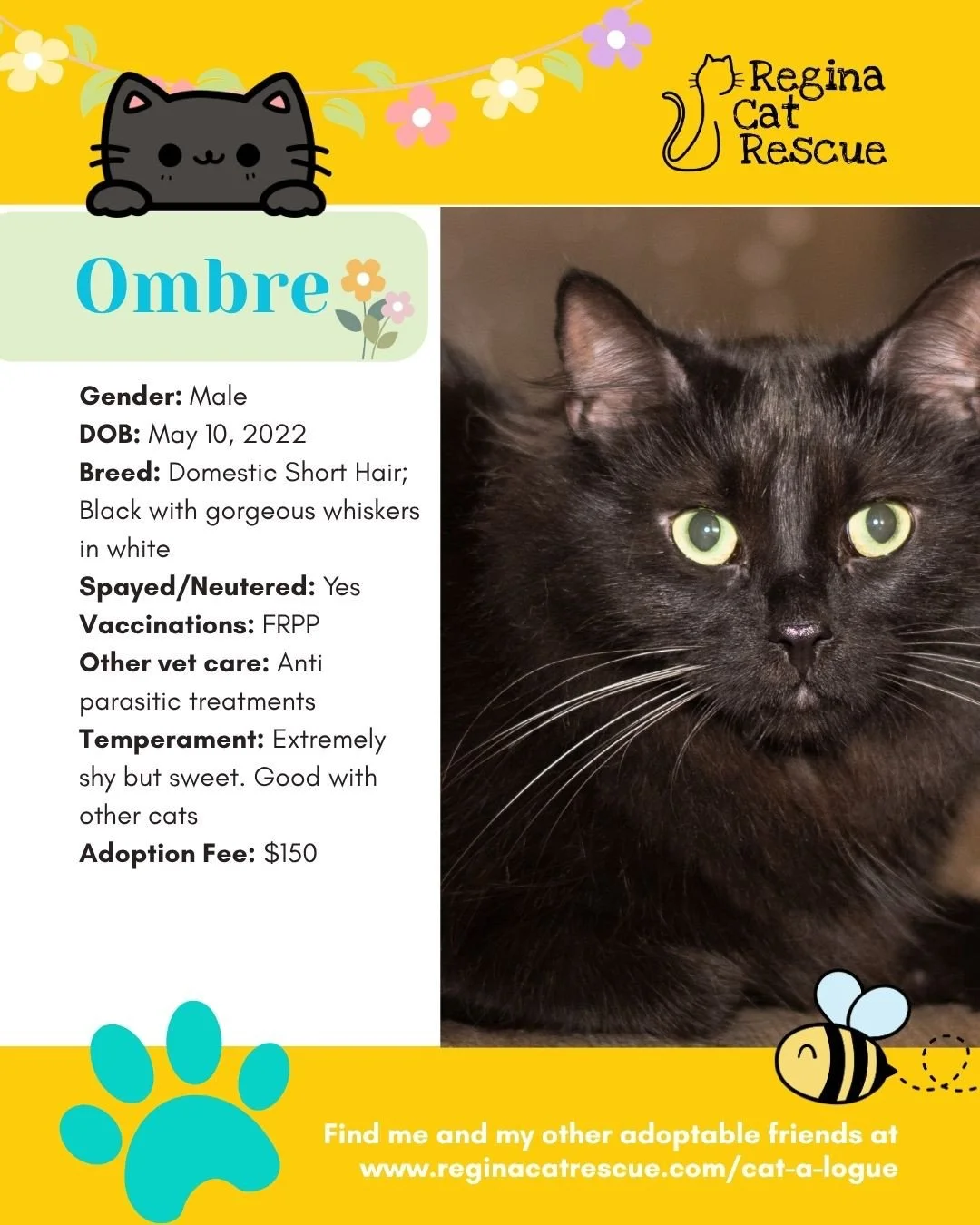 🌷🐣 Hoppy April! 🐣🌷⁠
⁠
Spring is in the air, the snow is melting, and love is blooming at Regina Cat Rescue! 💛 Just like Easter eggs, some of the sweetest surprises are waiting to be discovered, and ours happen to have whiskers, toe beans, and th