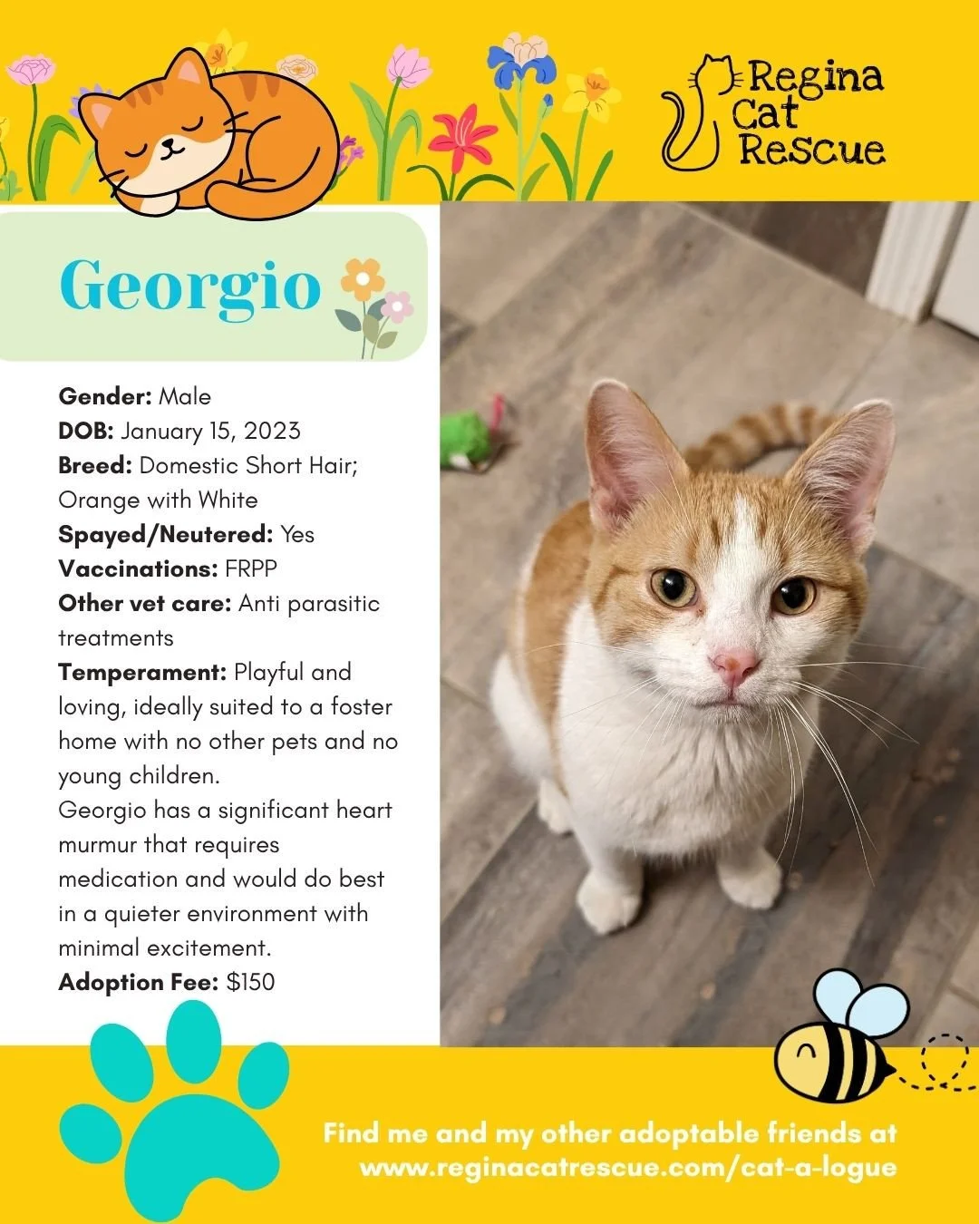 🌷🐣 Hoppy April! 🐣🌷⁠
⁠
Spring is in the air, the snow is melting, and love is blooming at Regina Cat Rescue! 💛 Just like Easter eggs, some of the sweetest surprises are waiting to be discovered, and ours happen to have whiskers, toe beans, and th