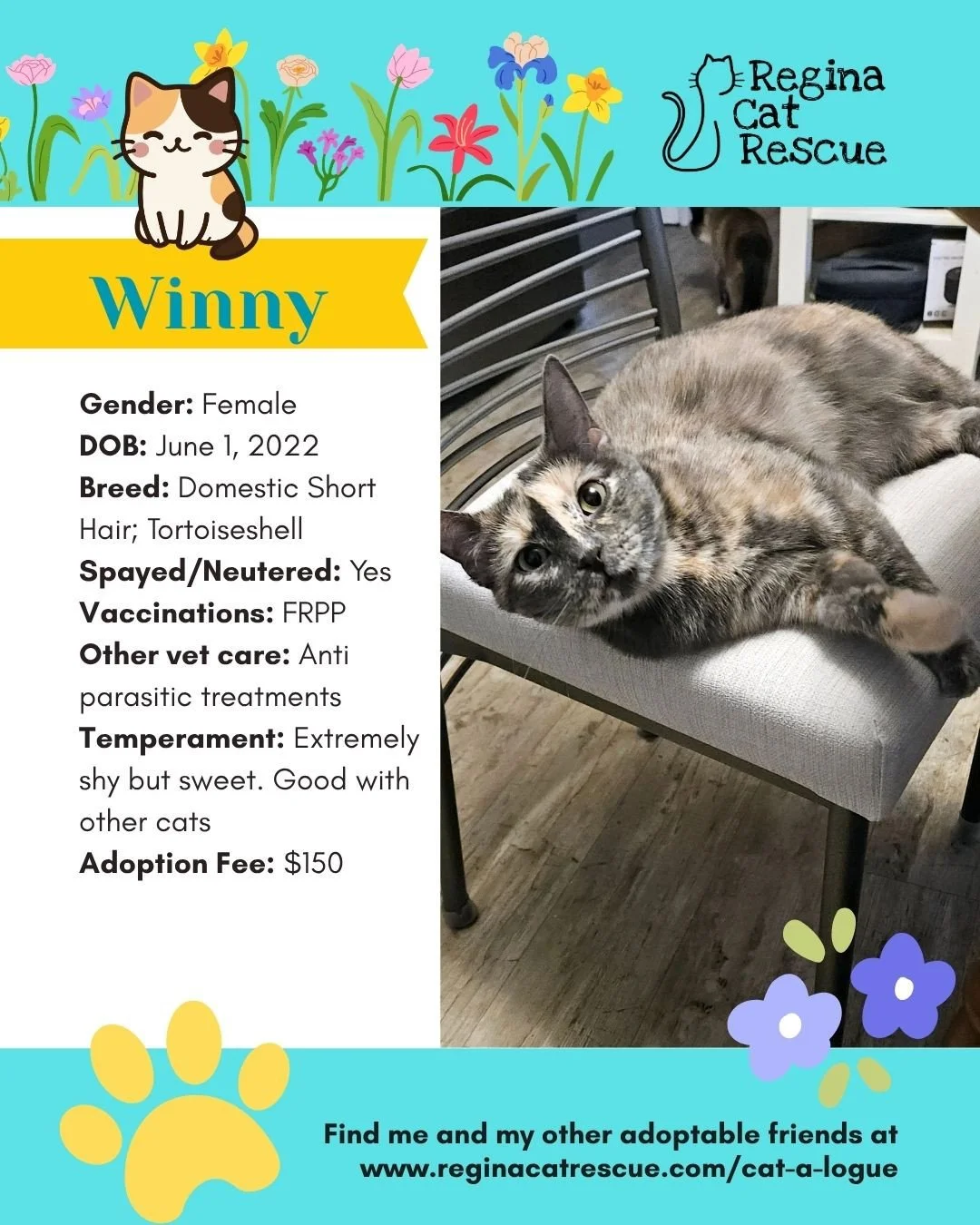 🌷🐣 Hoppy April! 🐣🌷⁠
⁠
Spring is in the air, the snow is melting, and love is blooming at Regina Cat Rescue! 💛 Just like Easter eggs, some of the sweetest surprises are waiting to be discovered, and ours happen to have whiskers, toe beans, and th