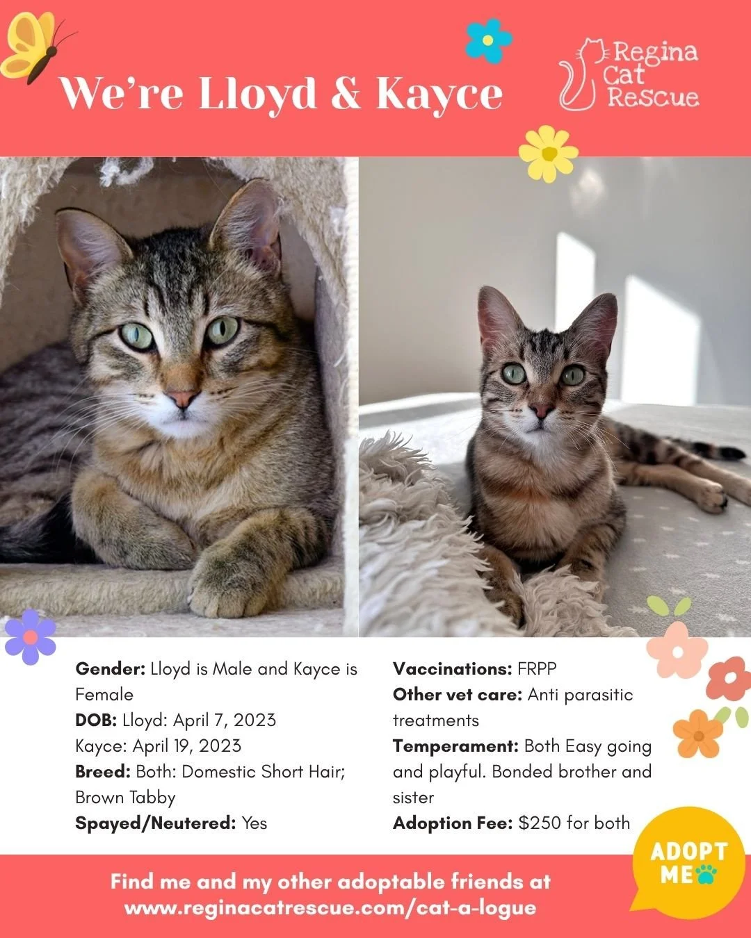 🌸🐾 Spring has sprung! 🐾🌸⁠
⁠
As the days get longer and the sunshine returns, it&rsquo;s the purr-fect time for a fresh start, and adopting one of our adorable cats at Regina Cat Rescue could provide just that and a forever home. From playful kitt