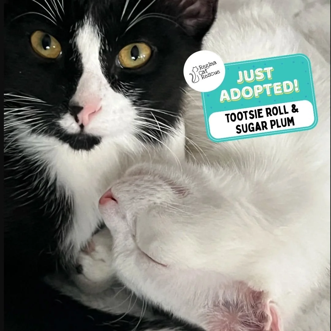 Recent Adoption Update! ✨⁠ ⁠
⁠
We are thrilled to share that 6 more cats/kittens have found their forever homes! 🏡⁠
⁠
💖⁠ 🐾 Thank you to the amazing adopters who opened their hearts and homes to these deserving cats. ⁠
⁠
💕 Every adoption means RCR