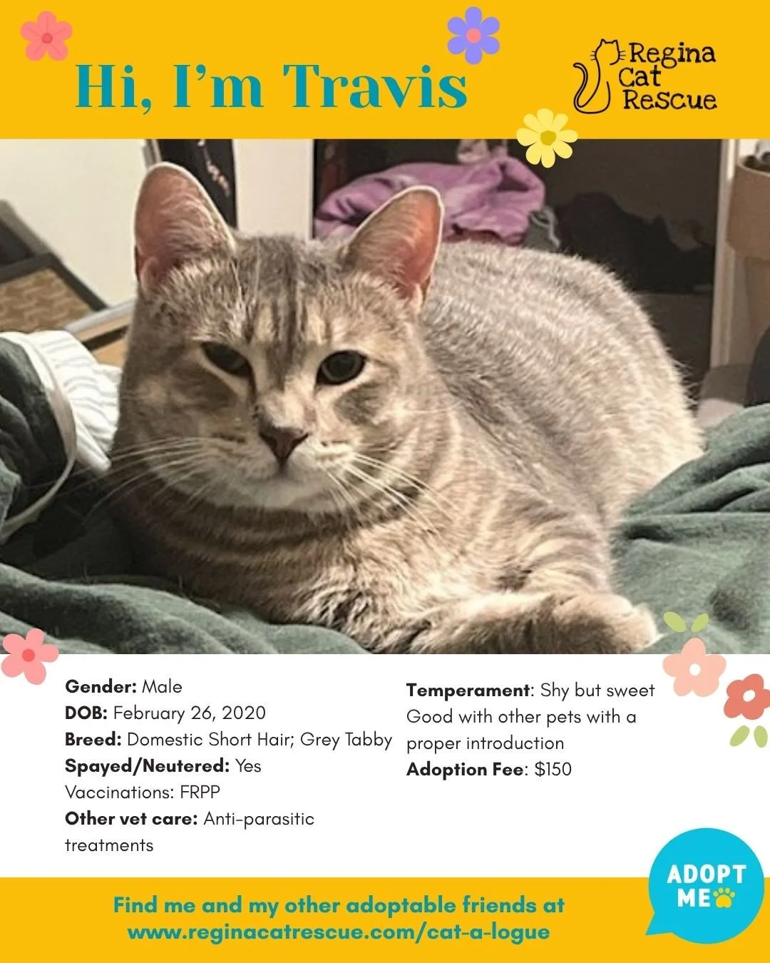 🌸🐾 Spring has sprung! 🐾🌸⁠
⁠
As the days get longer and the sunshine returns, it&rsquo;s the purr-fect time for a fresh start, and adopting one of our adorable cats at Regina Cat Rescue could provide just that and a forever home. From playful kitt