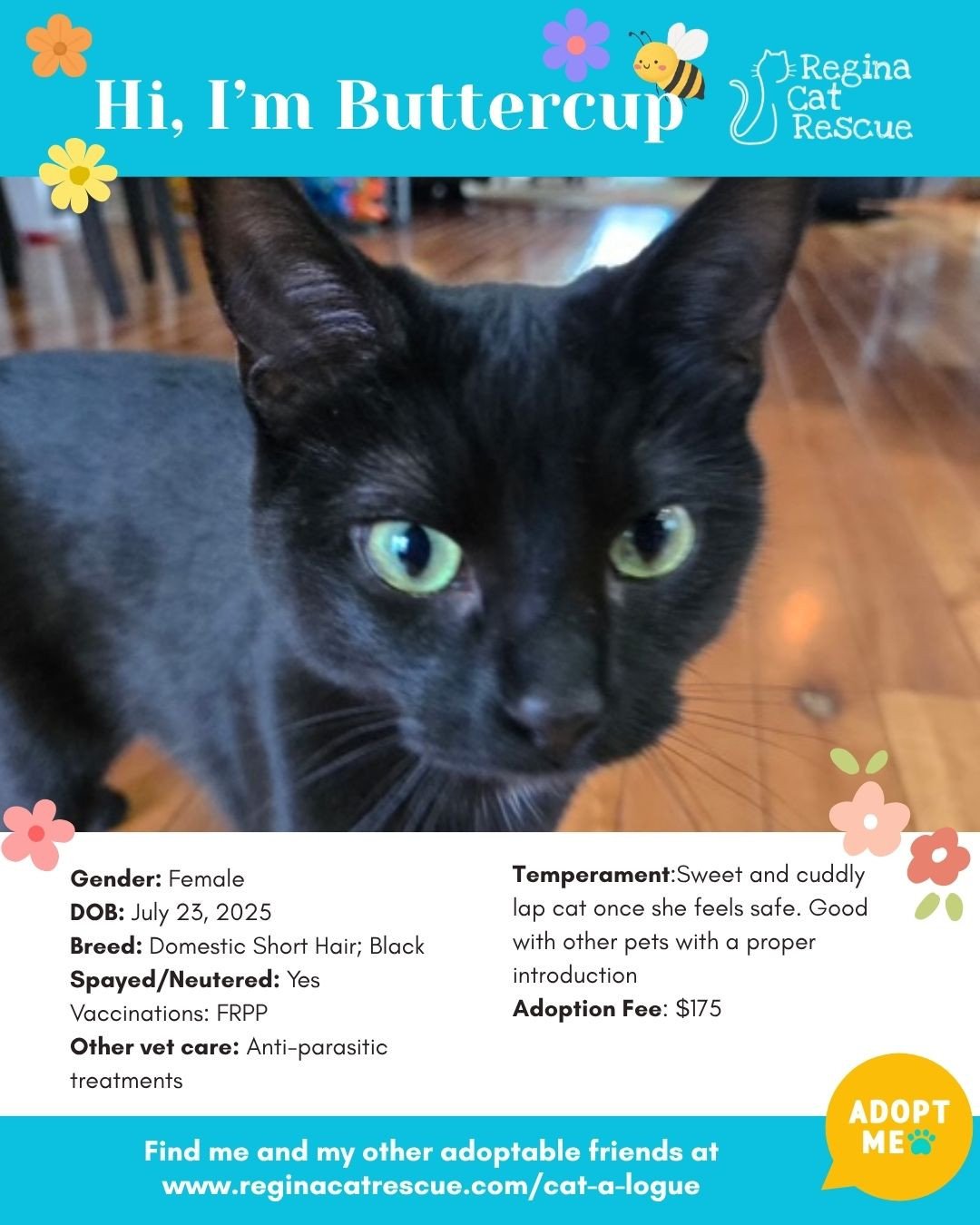 🌸🐾 Spring has sprung! 🐾🌸⁠
⁠
As the days get longer and the sunshine returns, it&rsquo;s the purr-fect time for a fresh start, and adopting one of our adorable cats at Regina Cat Rescue could provide just that and a forever home. From playful kitt