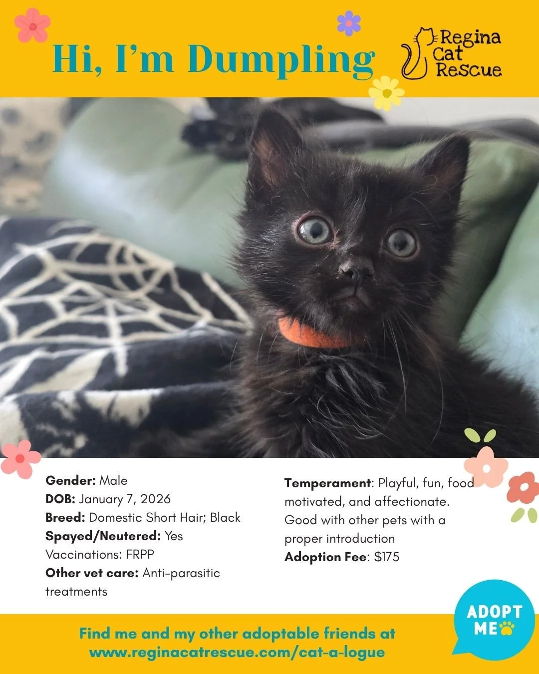 🌸🐾 Spring has sprung! 🐾🌸⁠
⁠
As the days get longer and the sunshine returns, it&rsquo;s the purr-fect time for a fresh start, and adopting one of our adorable cats at Regina Cat Rescue could provide just that and a forever home. From playful kitt