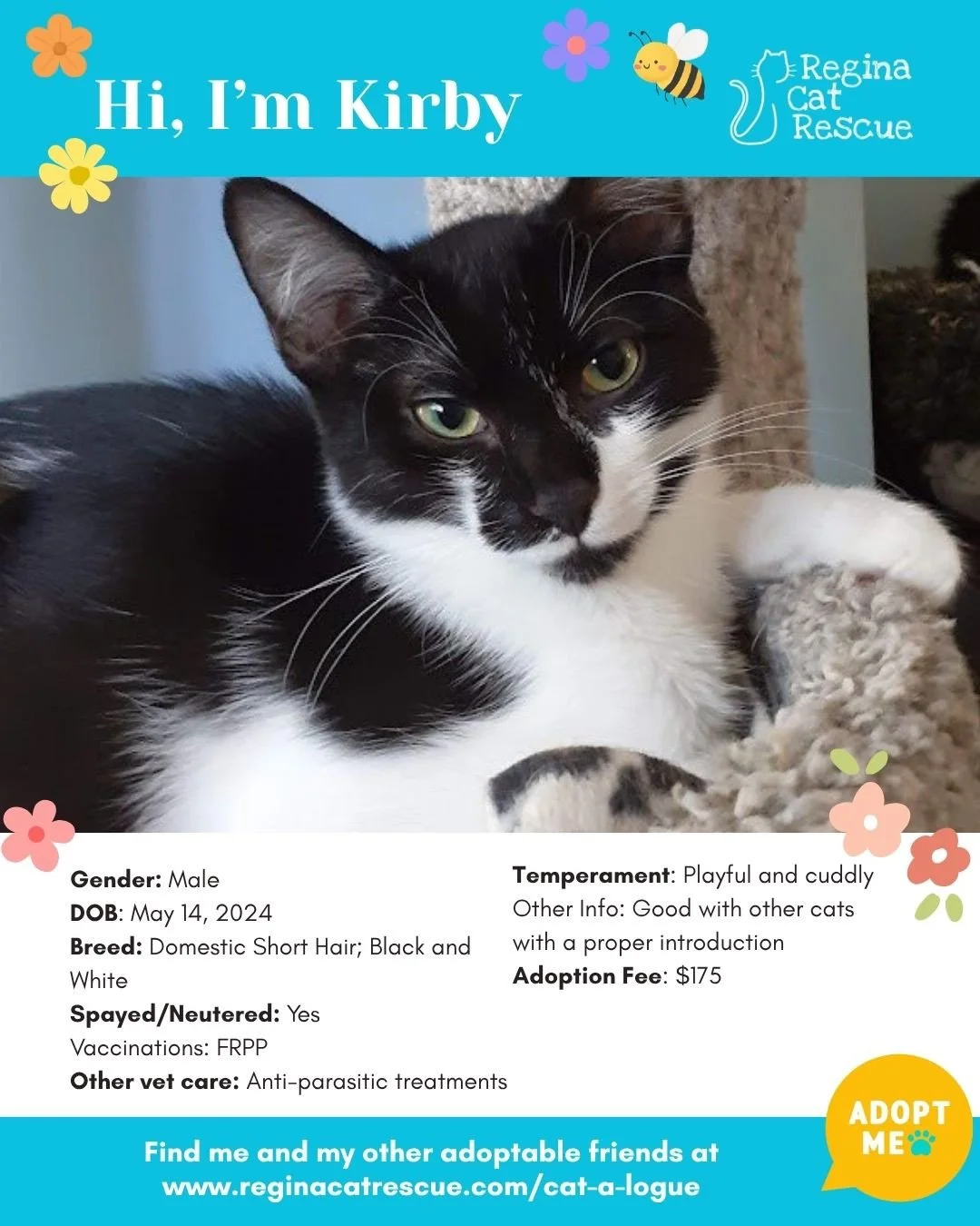 🌸🐾 Spring has sprung! 🐾🌸⁠
⁠
As the days get longer and the sunshine returns, it&rsquo;s the purr-fect time for a fresh start, and adopting one of our adorable cats at Regina Cat Rescue could provide just that and a forever home. From playful kitt