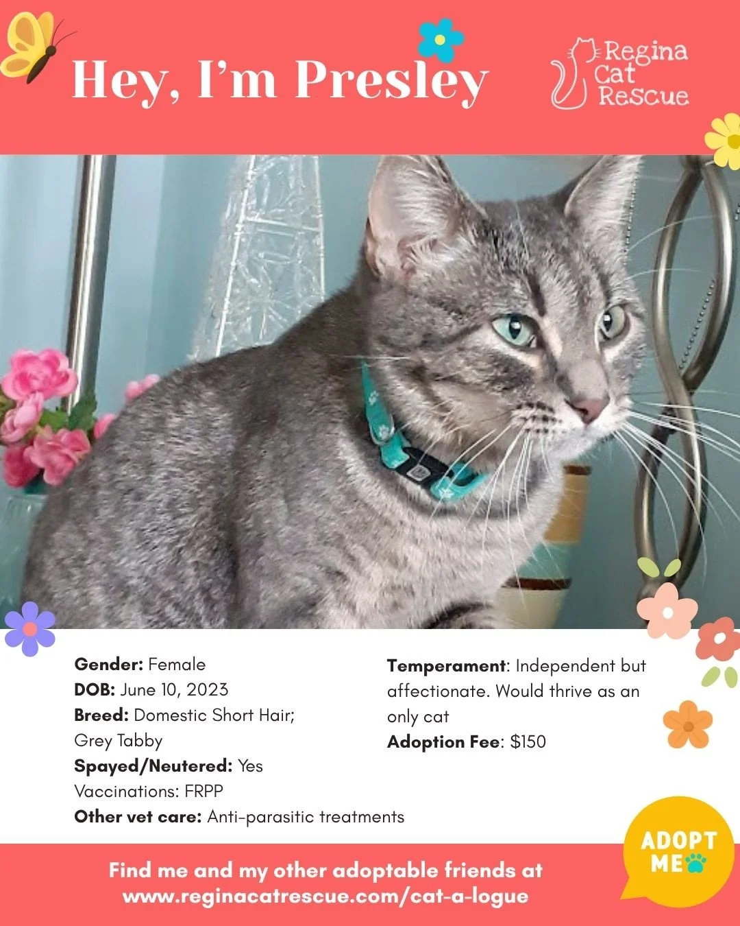 🌸🐾 Spring has sprung! 🐾🌸⁠
⁠
As the days get longer and the sunshine returns, it&rsquo;s the purr-fect time for a fresh start, and adopting one of our adorable cats at Regina Cat Rescue could provide just that and a forever home. From playful kitt
