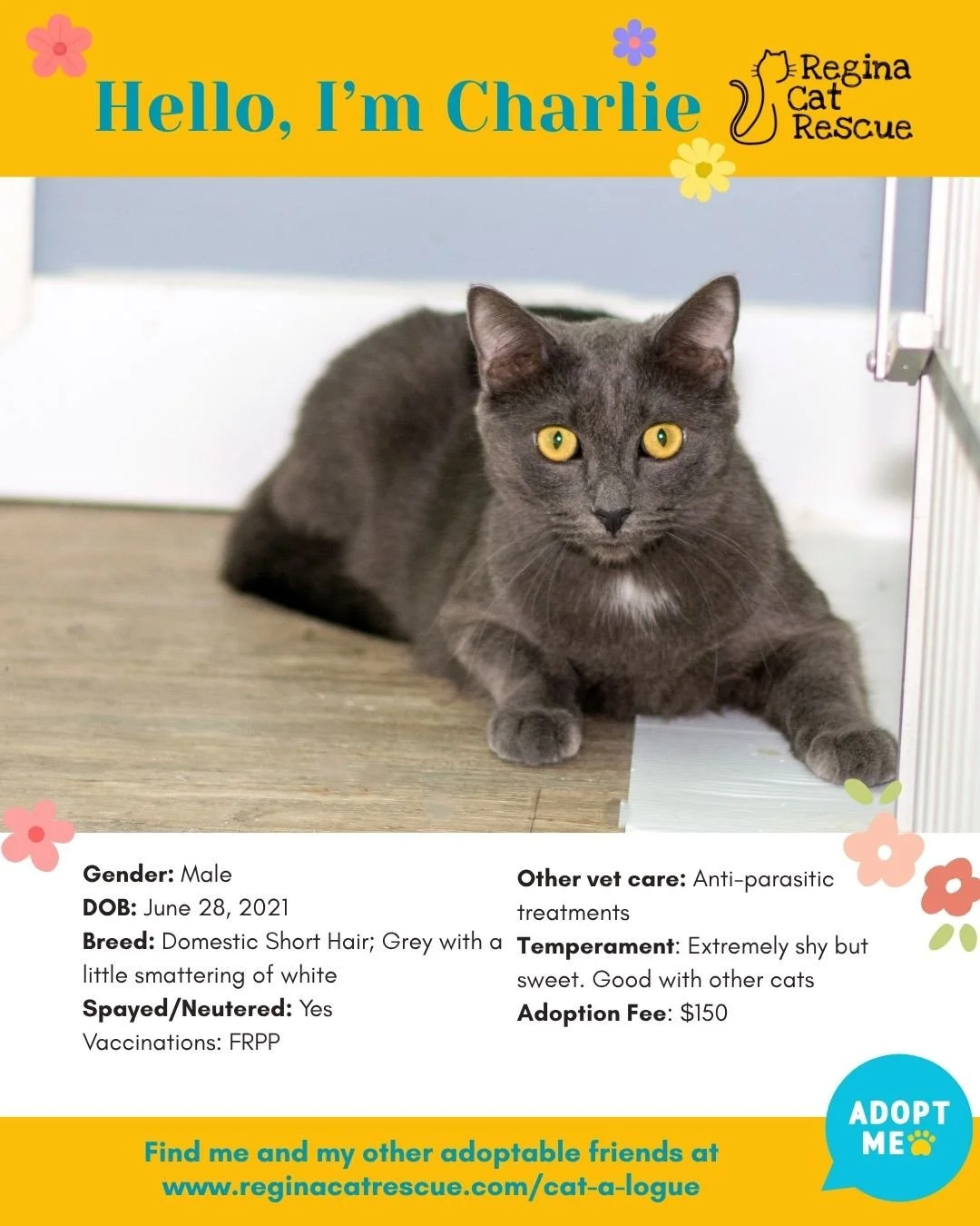🌸🐾 Spring has sprung! 🐾🌸⁠
⁠
As the days get longer and the sunshine returns, it&rsquo;s the purr-fect time for a fresh start, and adopting one of our adorable cats at Regina Cat Rescue could provide just that and a forever home. From playful kitt