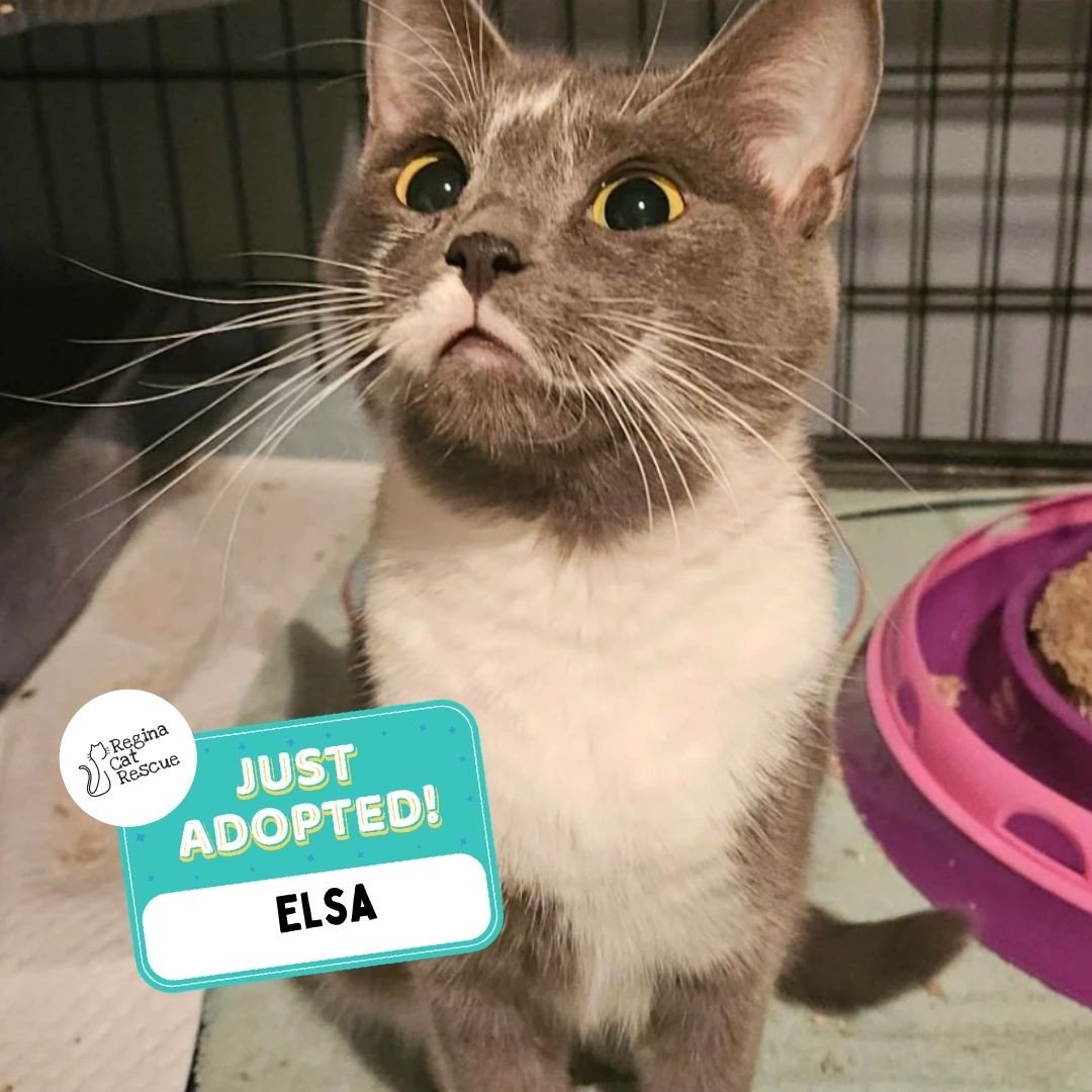 Recent Adoption Update! ✨⁠ ⁠
⁠
We are thrilled to share that 4 more cats/kittens have found their forever homes! 🏡⁠
⁠
💖⁠ 🐾 Thank you to the amazing adopters who opened their hearts and homes to these deserving cats. ⁠
⁠
💕 Every adoption means RCR