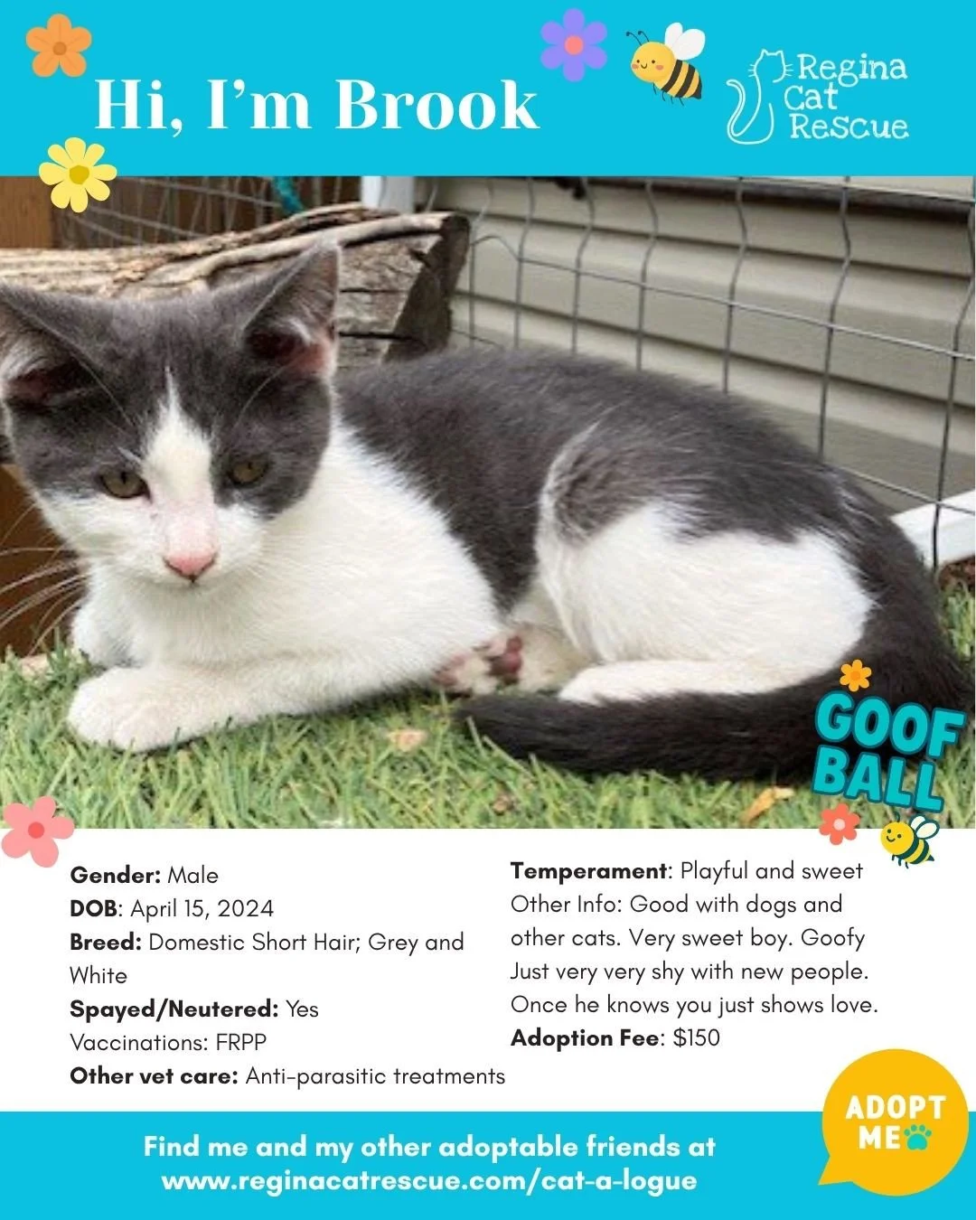 🌸🐾 Spring has sprung! 🐾🌸⁠
⁠
As the days get longer and the sunshine returns, it&rsquo;s the purr-fect time for a fresh start, and adopting one of our adorable cats at Regina Cat Rescue could provide just that and a forever home. From playful kitt