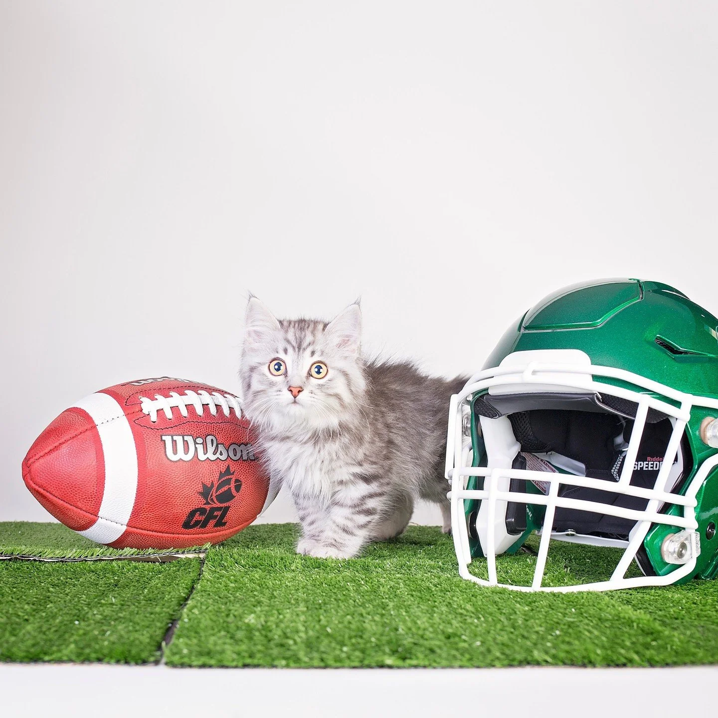 📣 Attention Rider Nation and Cat Lovers! ⁠
It is that time again - football season! 💚⁠
⁠
🚨 VOLUNTEER CALL! 🚨⁠
⁠
Regina Cat Rescue needs your help! One of our biggest fundraisers is working the Western Pizza booth at Mosaic Stadium during Rider ga