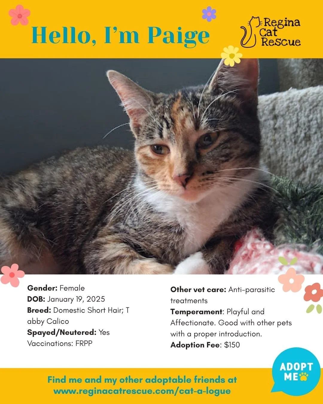 🌸🐾 Spring has sprung! 🐾🌸⁠
⁠
As the days get longer and the sunshine returns, it&rsquo;s the purr-fect time for a fresh start, and adopting one of our adorable cats at Regina Cat Rescue could provide just that and a forever home. From playful kitt