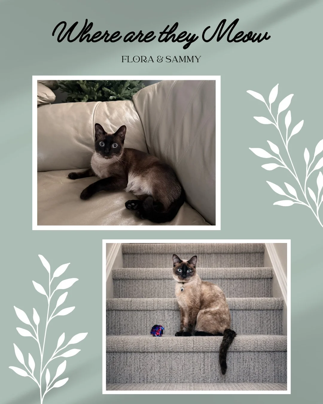 Where are they meow?! 🐾💕⁠
⁠
We adopted Flora on January 1, 2026&hellip; and just a couple of weeks later, we came back for Sammy too (because one just wasn&rsquo;t enough 😻). These two have settled in so beautifully and have completely stolen our 