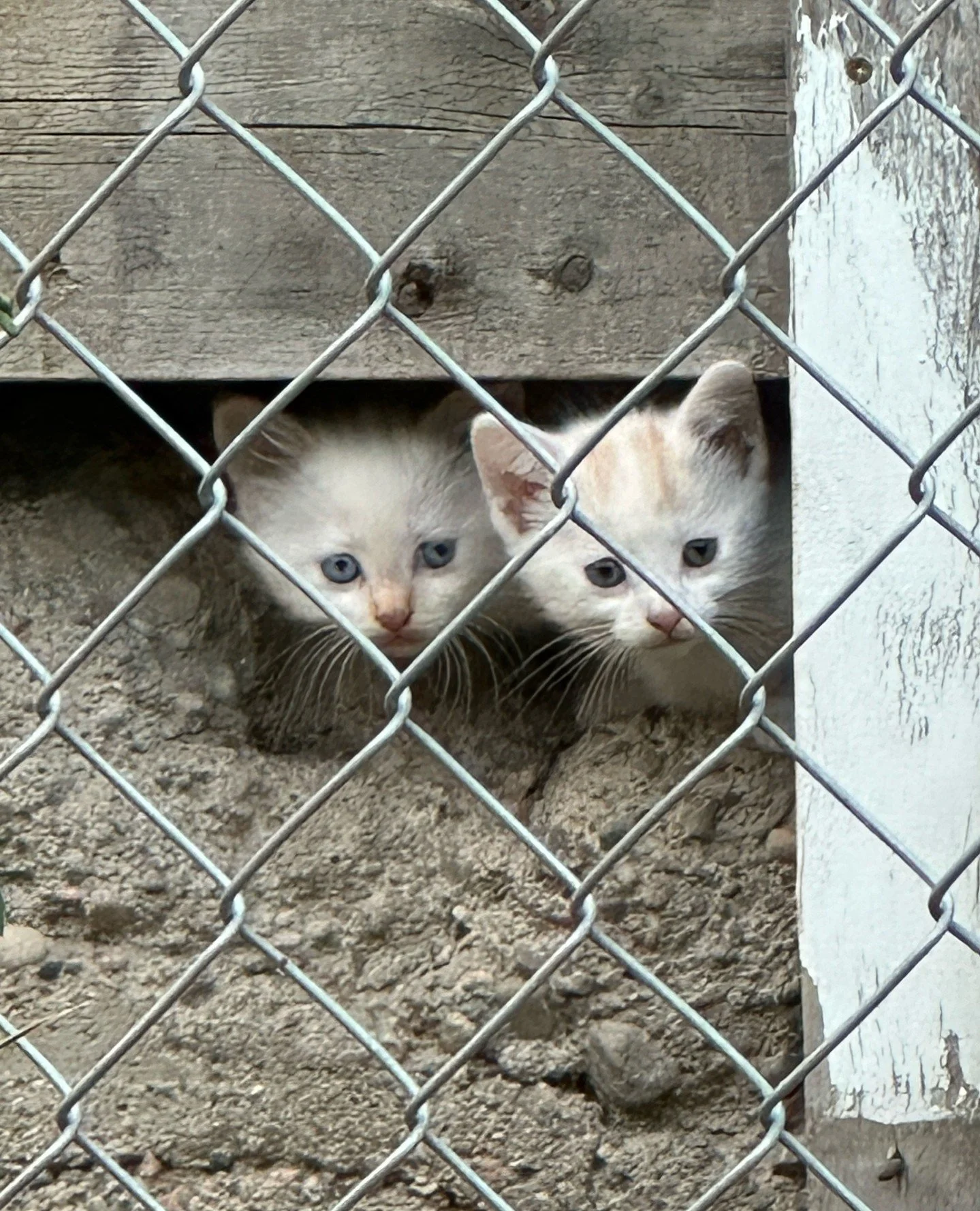 Why does our Community Cats program matter so much?⁠
⁠
They change lives of cats and kittens in our community on a daily basis. 🫶⁠
⁠
They provide ongoing care and:⁠
➡️ Vet Checks when a volunteer observes a concern⁠
➡️ Daily Access to food⁠
➡️ Daily