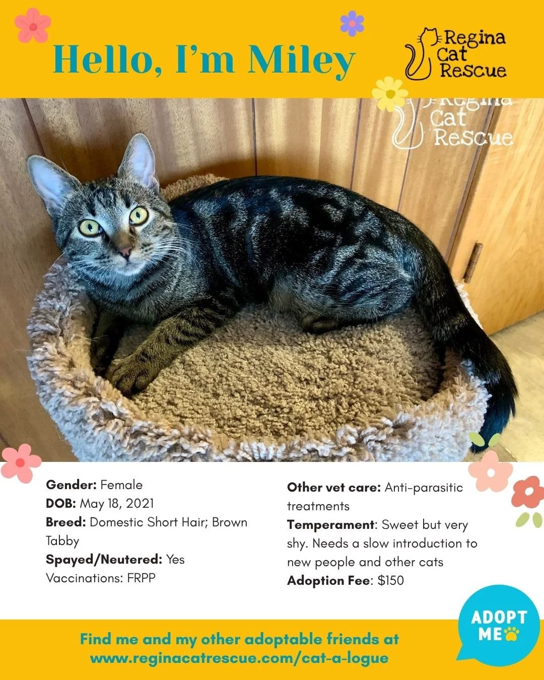 🌸🐾 Spring has sprung! 🐾🌸⁠
⁠
As the days get longer and the sunshine returns, it&rsquo;s the purr-fect time for a fresh start, and adopting one of our adorable cats at Regina Cat Rescue could provide just that and a forever home. From playful kitt