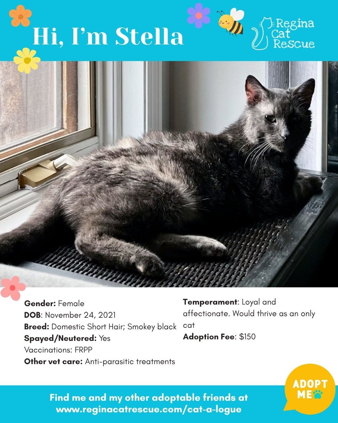 🌸🐾 Spring has sprung! 🐾🌸⁠
⁠
As the days get longer and the sunshine returns, it&rsquo;s the purr-fect time for a fresh start, and adopting one of our adorable cats at Regina Cat Rescue could provide just that and a forever home. From playful kitt