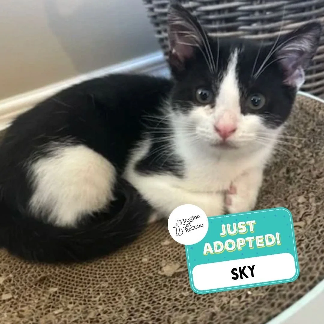 ✨⁠ ⁠Adoption Update! ✨⁠ ⁠
⁠
We are thrilled to share that 4 more cats/kittens have found their forever homes! 🏡⁠
⁠
💖⁠ 🐾 Thank you to the amazing adopters who opened their hearts and homes to these deserving cats. ⁠
⁠
💕 Every adoption means RCR ca
