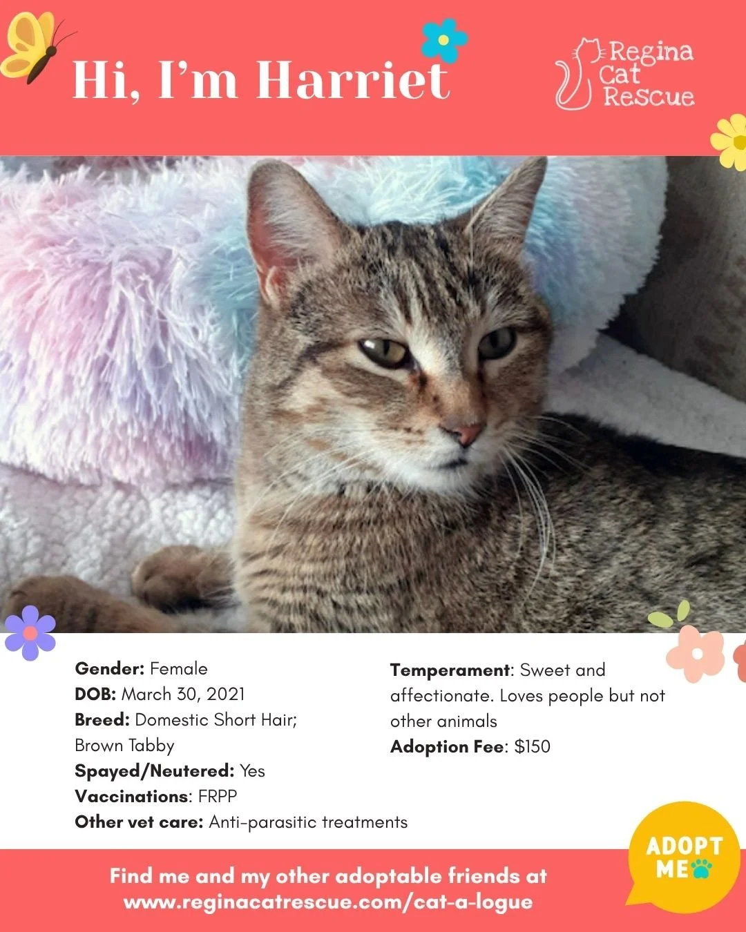 🌸🐾 Spring has sprung! 🐾🌸⁠
⁠
As the days get longer and the sunshine returns, it&rsquo;s the purr-fect time for a fresh start, and adopting one of our adorable cats at Regina Cat Rescue could provide just that and a forever home. From playful kitt