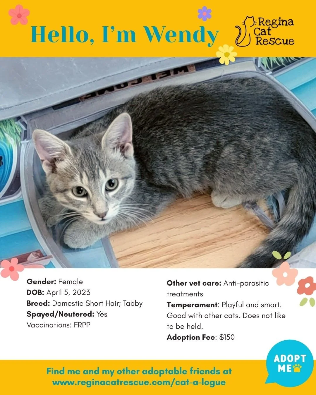 🌸🐾 Spring has sprung! 🐾🌸⁠
⁠
As the days get longer and the sunshine returns, it&rsquo;s the purr-fect time for a fresh start, and adopting one of our adorable cats at Regina Cat Rescue could provide just that and a forever home. From playful kitt