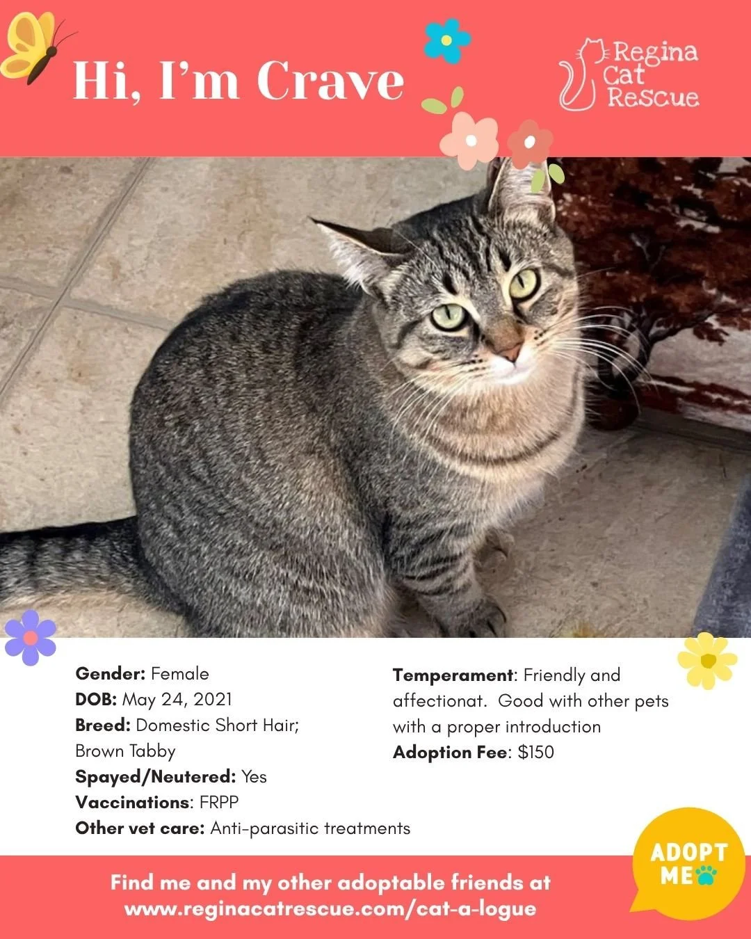 🌸🐾 Spring has sprung! 🐾🌸⁠
⁠
As the days get longer and the sunshine returns, it&rsquo;s the purr-fect time for a fresh start, and adopting one of our adorable cats at Regina Cat Rescue could provide just that and a forever home. From playful kitt