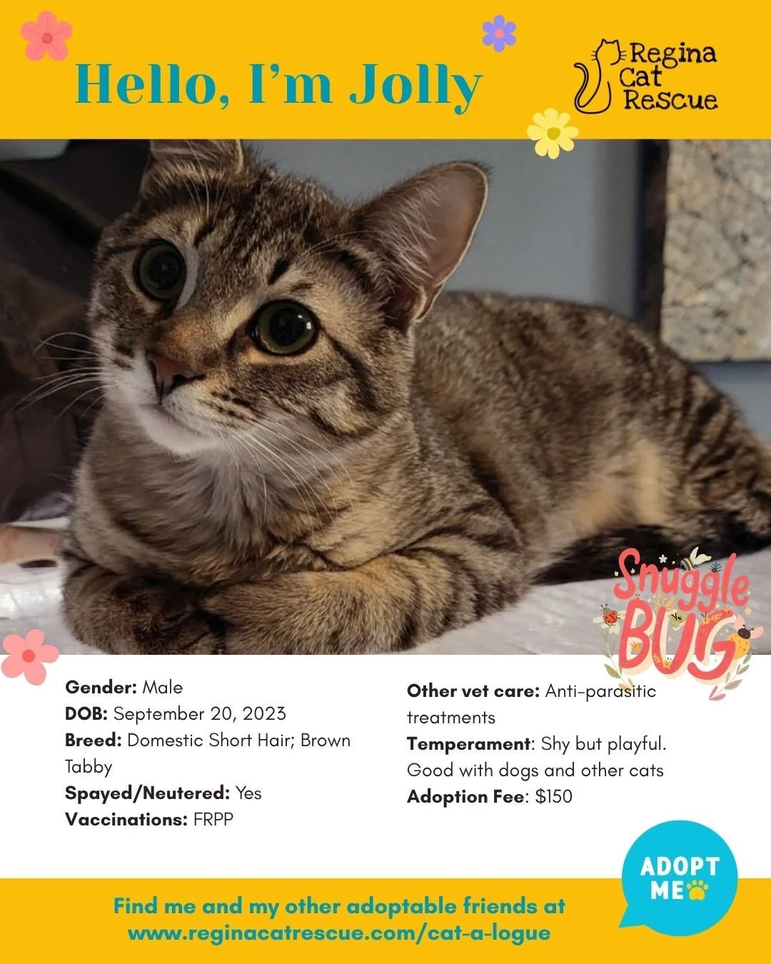 🌸🐾 Spring has sprung! 🐾🌸⁠
⁠
As the days get longer and the sunshine returns, it&rsquo;s the purr-fect time for a fresh start, and adopting one of our adorable cats at Regina Cat Rescue could provide just that and a forever home. From playful kitt
