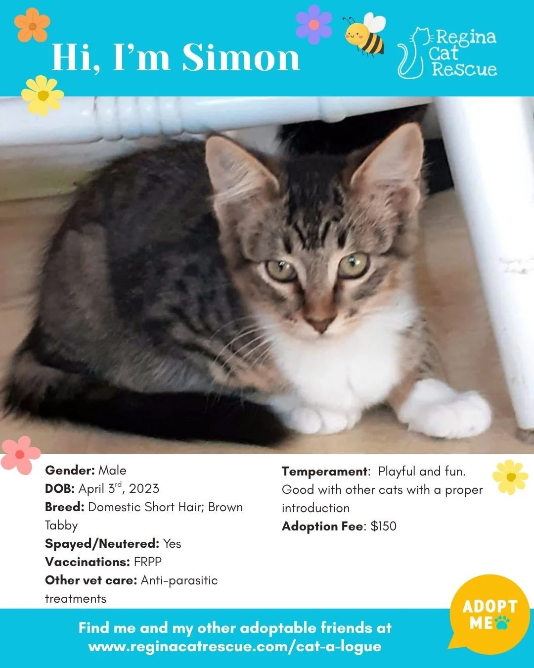 🌸🐾 Spring has sprung! 🐾🌸⁠
⁠
As the days get longer and the sunshine returns, it&rsquo;s the purr-fect time for a fresh start, and adopting one of our adorable cats at Regina Cat Rescue could provide just that and a forever home. From playful kitt