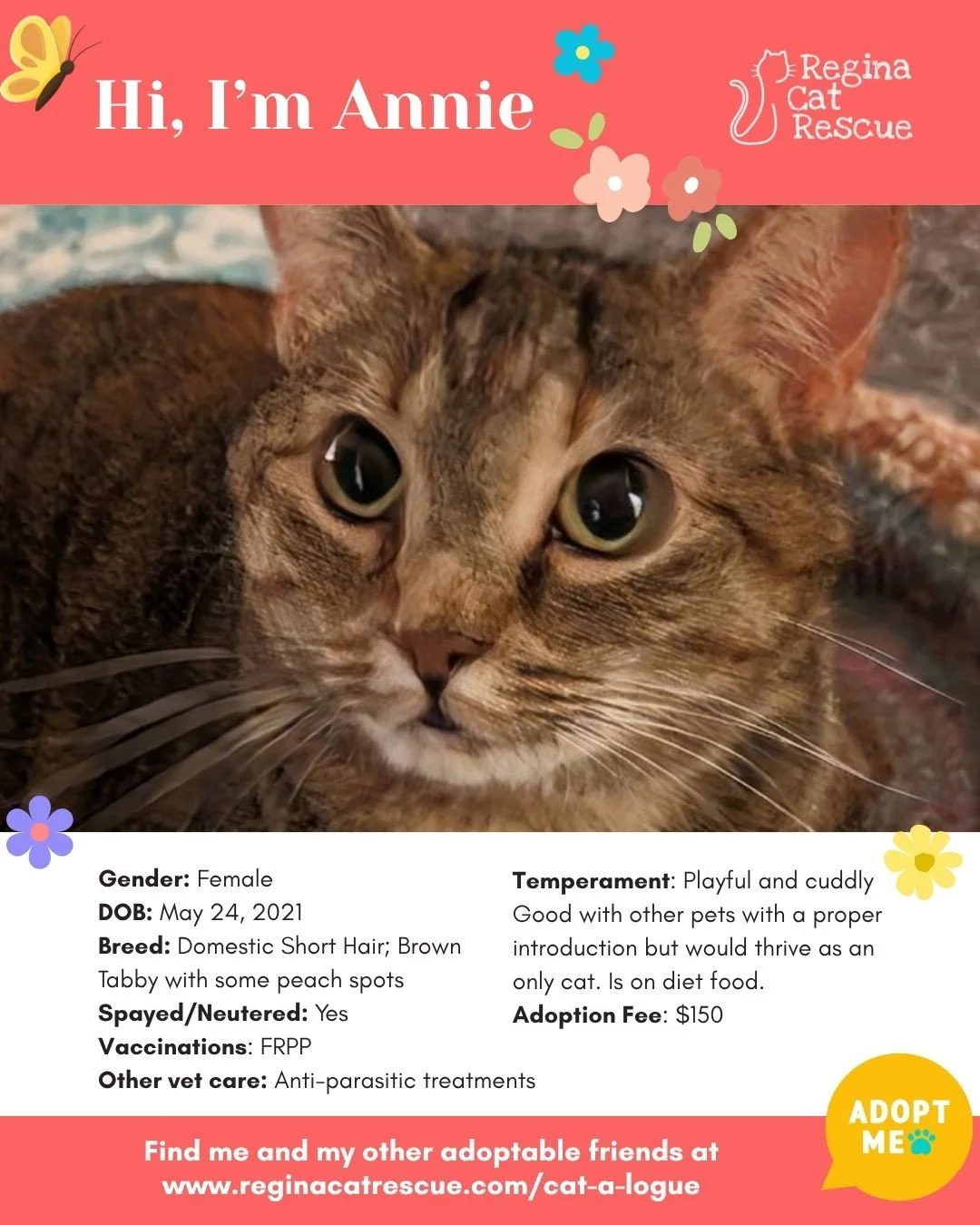 🌸🐾 Spring has sprung! 🐾🌸⁠
⁠
As the days get longer and the sunshine returns, it&rsquo;s the purr-fect time for a fresh start, and adopting one of our adorable cats at Regina Cat Rescue could provide just that and a forever home. From playful kitt