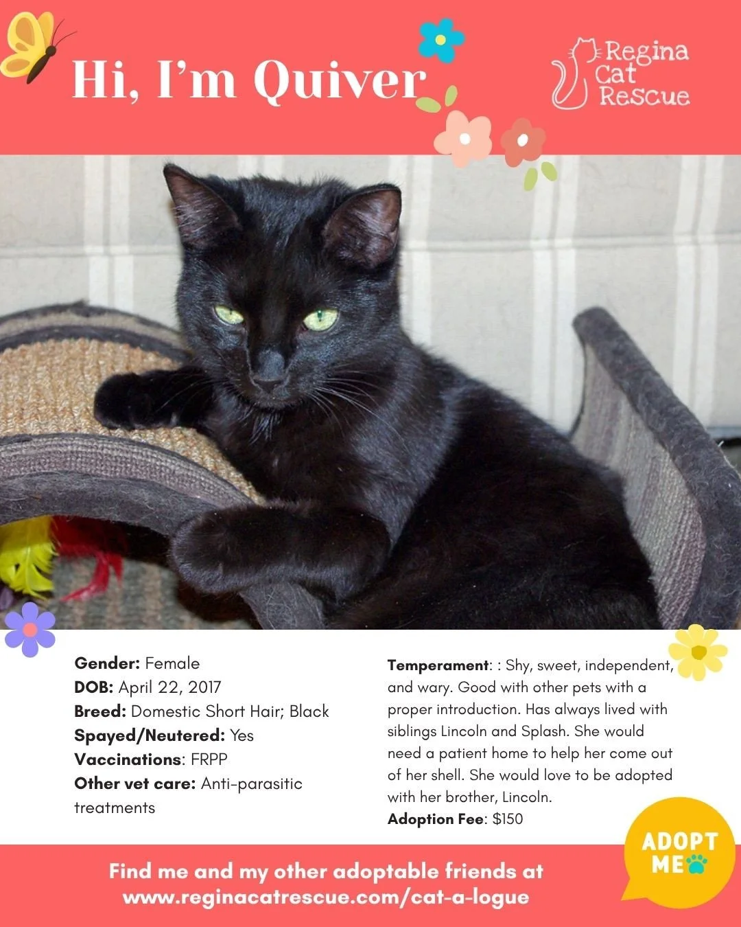 🌸🐾 Spring has sprung! 🐾🌸⁠
⁠
As the days get longer and the sunshine returns, it&rsquo;s the purr-fect time for a fresh start, and adopting one of our adorable cats at Regina Cat Rescue could provide just that and a forever home. From playful kitt