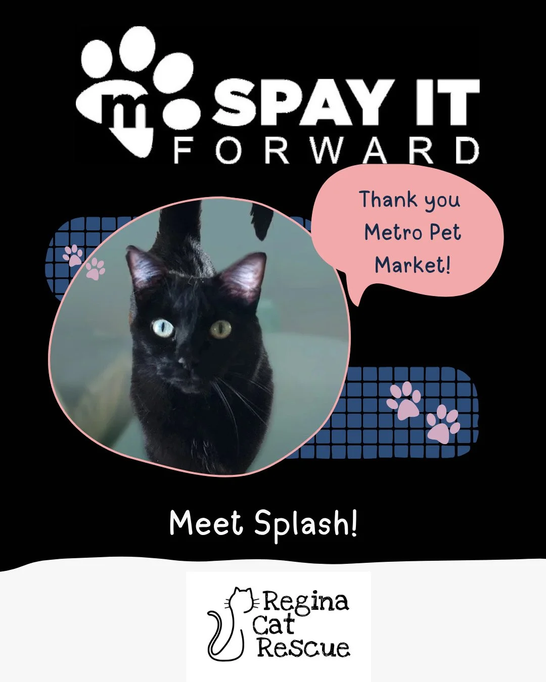 A huge thank you to @MetroPetMarket for Spaying It Forward! This month, Metro paid for Splash's spay surgery as part of their ongoing mission to foster responsible pet guardianship. ⁠
⁠
Splash is an older girl born in 2017, this sweet, shy girl is lo