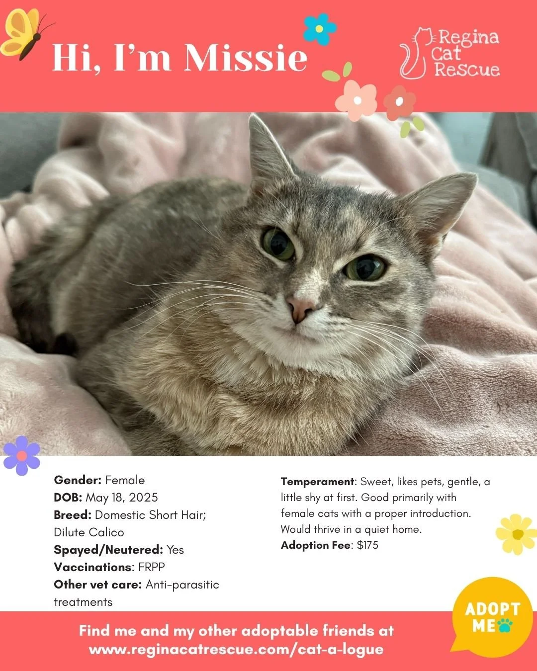 "🌸🐾 Spring has sprung! 🐾🌸⁠
⁠
As the days get longer and the sunshine returns, it&rsquo;s the purr-fect time for a fresh start, and adopting one of our adorable cats at Regina Cat Rescue could provide just that and a forever home. From playfu