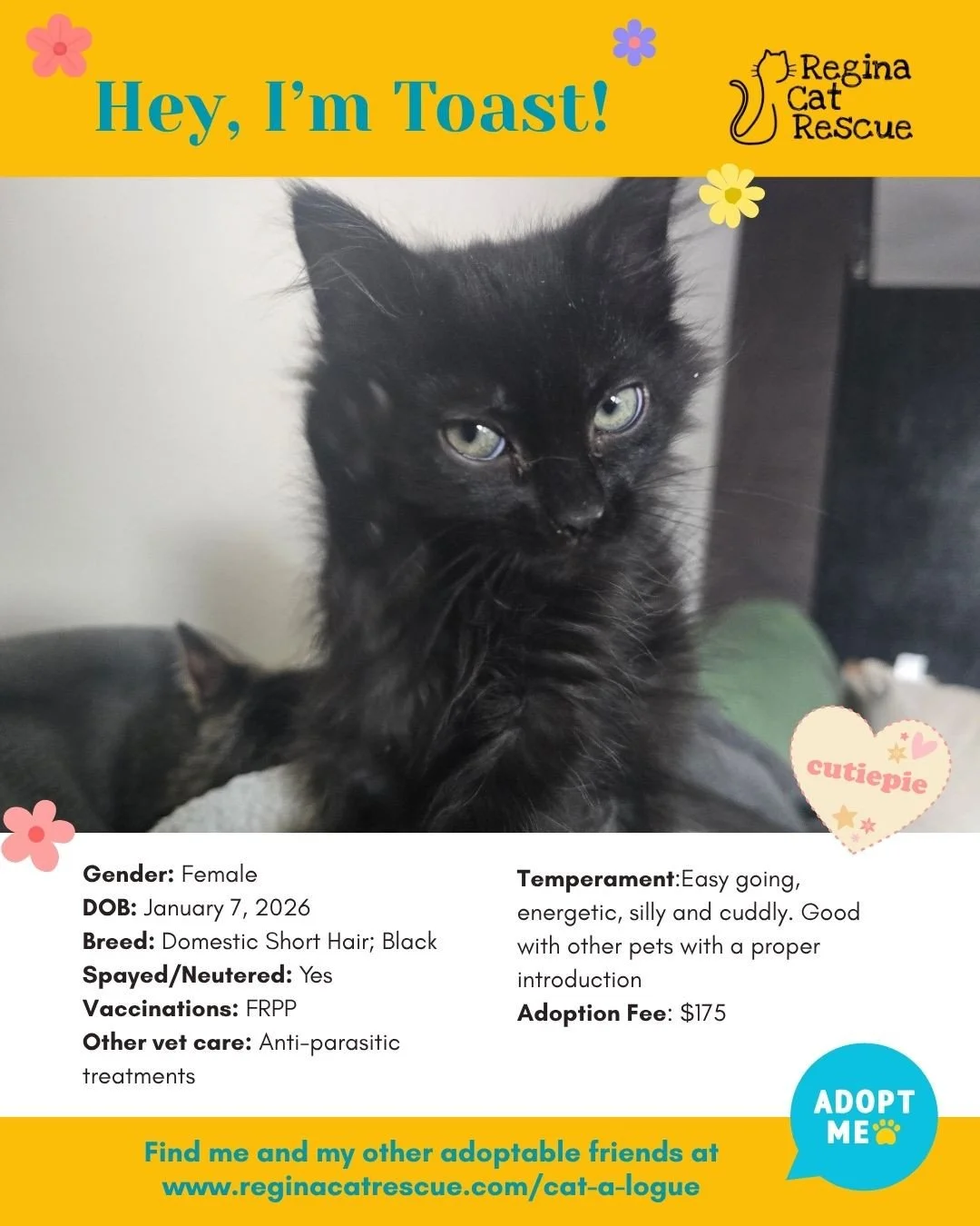 "🌸🐾 Spring has sprung! 🐾🌸⁠
⁠
As the days get longer and the sunshine returns, it&rsquo;s the purr-fect time for a fresh start, and adopting one of our adorable cats at Regina Cat Rescue could provide just that and a forever home. From playfu