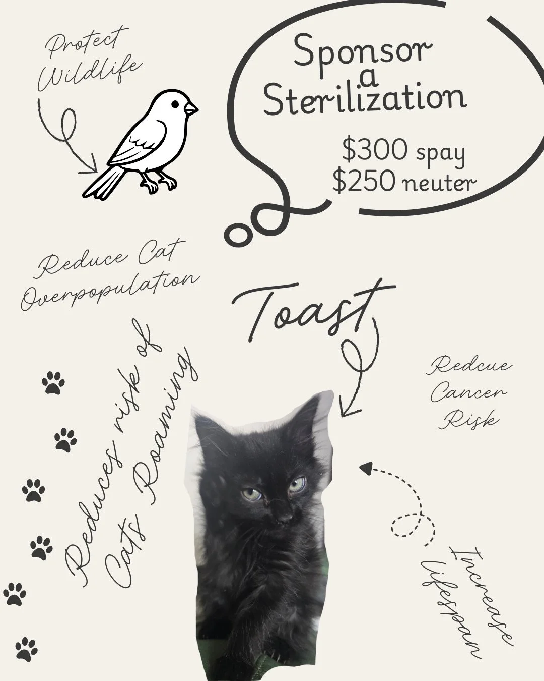 Every year hundreds of cats in Regina and surrounding  communities are born in the streets, crowding already full rescues, colonies, and shelters. ⁠
⁠
🫶 One simple act can change that story: sponsor a sterilization. ⁠
⁠
Spaying or neutering is not j