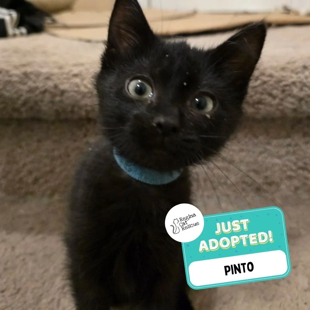 Recent Adoption Update! ✨⁠ ⁠
⁠
We are thrilled to share that 3 more cats/kittens have found their forever homes! 🏡⁠
⁠
💖⁠ 🐾 Thank you to the amazing adopters who opened their hearts and homes to these deserving cats. ⁠
⁠
💕 Every adoption means RCR