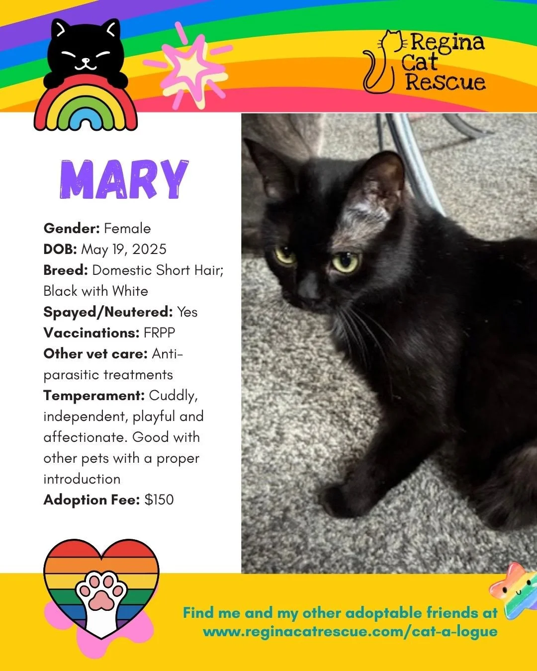 🌈 Love comes in every colour,  and so do our cats! 🐾⁠
⁠
This June, we&rsquo;re celebrating Pride Month by honouring love, individuality, and the joy of being exactly who you are. At Regina Cat Rescue, every cat deserves a safe home where they can b