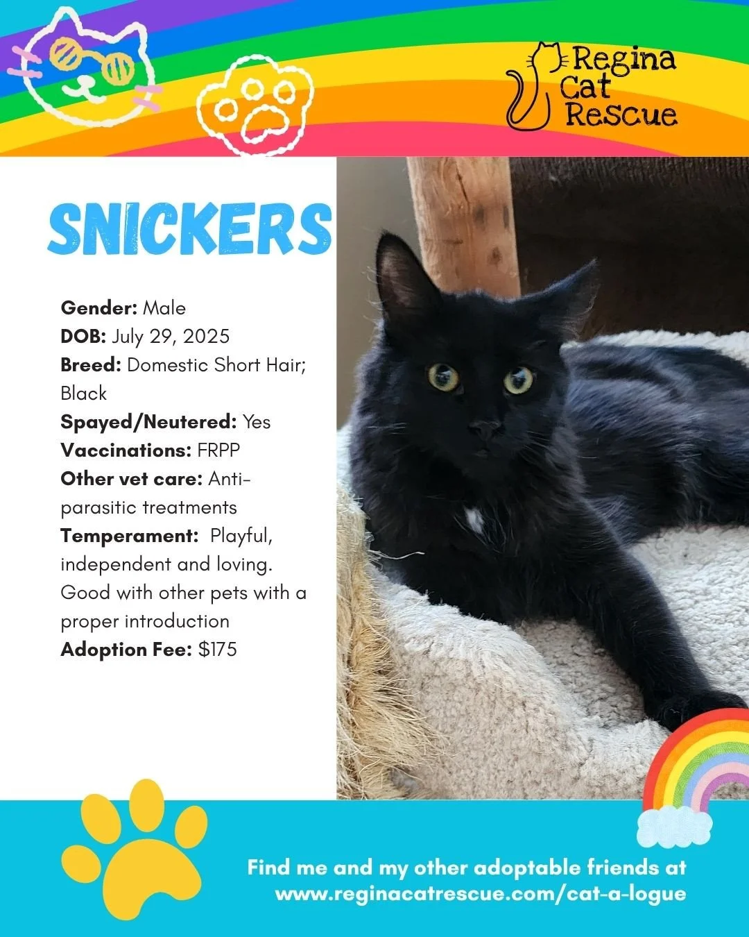 "🌈 Love comes in every colour,  and so do our cats! 🐾⁠
⁠
This June, we&rsquo;re celebrating Pride Month by honouring love, individuality, and the joy of being exactly who you are. At Regina Cat Rescue, every cat deserves a safe home where they