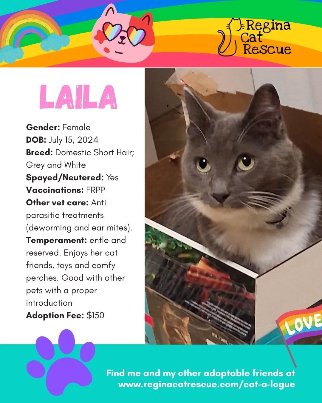 🌈 Love comes in every colour,  and so do our cats! 🐾⁠
⁠
This June, we&rsquo;re celebrating Pride Month by honouring love, individuality, and the joy of being exactly who you are. At Regina Cat Rescue, every cat deserves a safe home where they can b