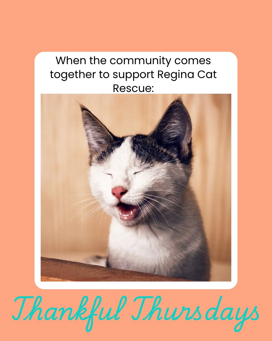 This #ThankfulThursday post goes to Krys - a dedicated Regina Cat Rescue foster.  We consider ourselves pretty lucky to have such a wonderful group that constantly go above and beyond. Krys often looks for ways to support our cause, and this is livin