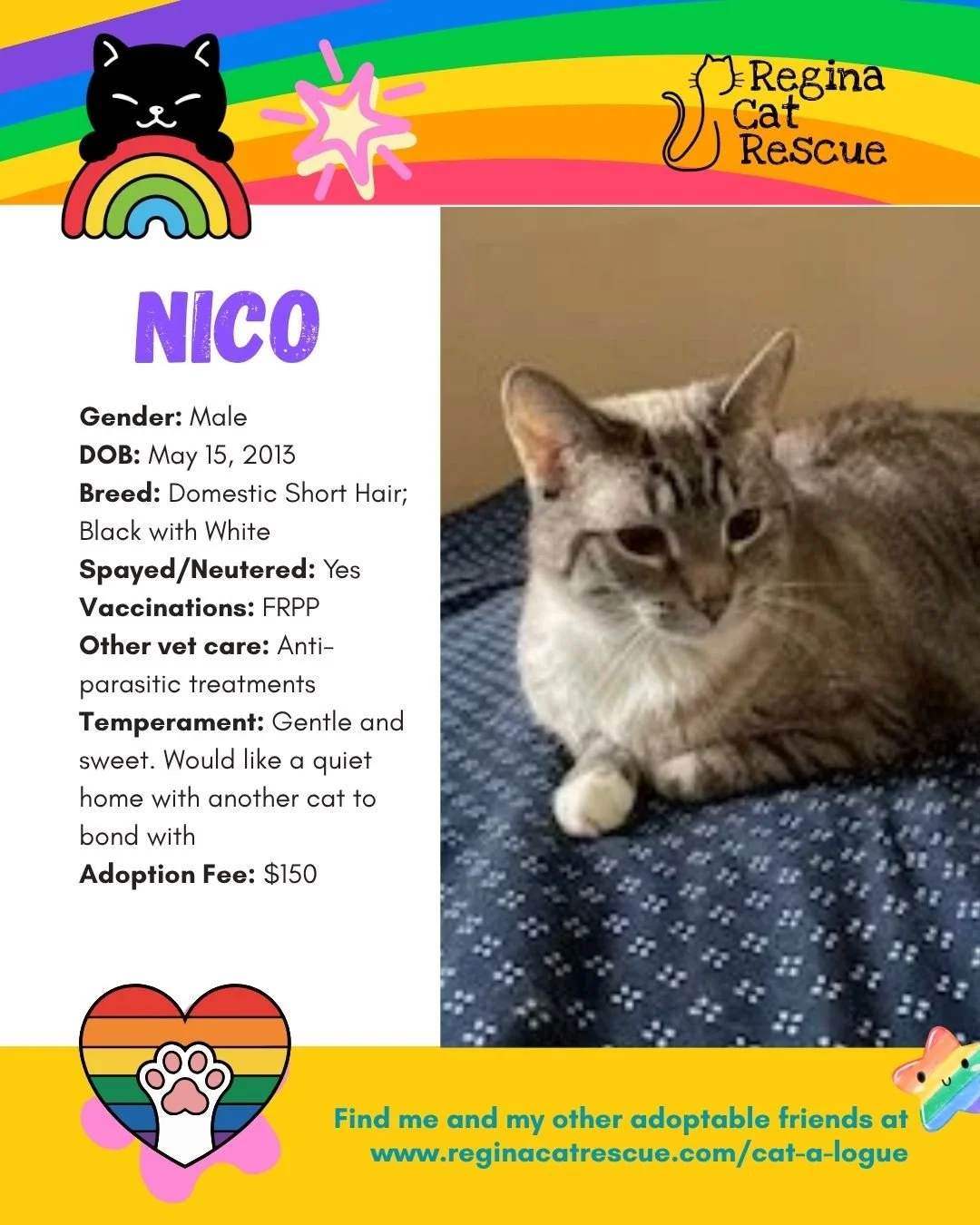 "🌈 Love comes in every colour,  and so do our cats! 🐾⁠
⁠
This June, we&rsquo;re celebrating Pride Month by honouring love, individuality, and the joy of being exactly who you are. At Regina Cat Rescue, every cat deserves a safe home where they