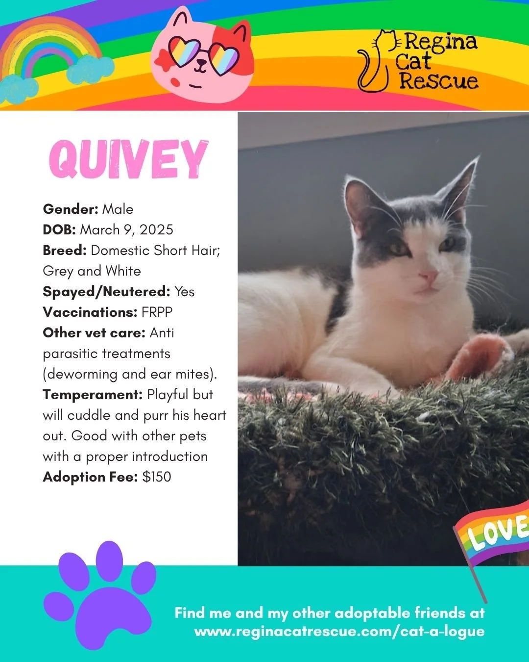 🌈 Love comes in every colour,  and so do our cats! 🐾⁠
⁠
This June, we&rsquo;re celebrating Pride Month by honouring love, individuality, and the joy of being exactly who you are. At Regina Cat Rescue, every cat deserves a safe home where they can b