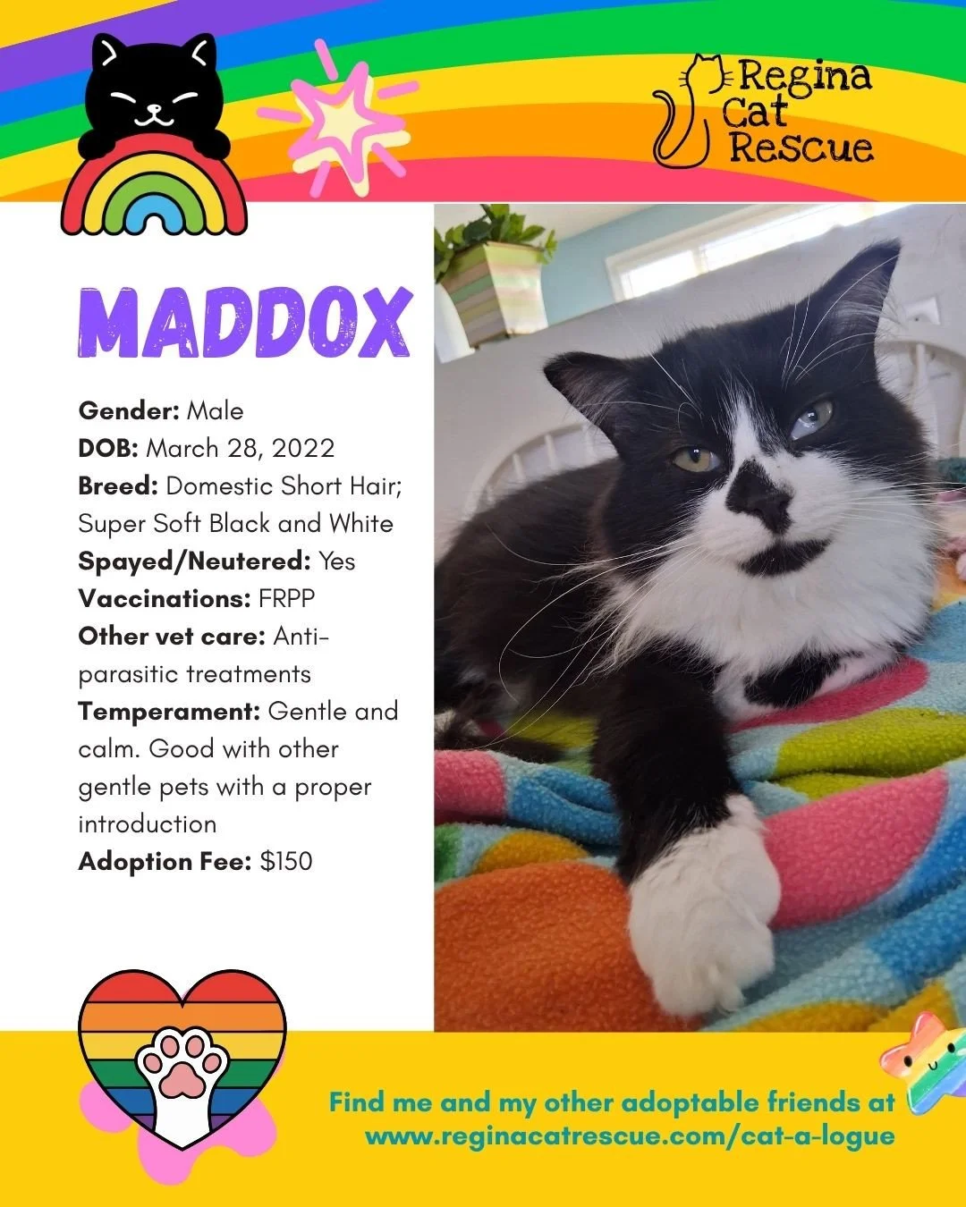"🌈 Love comes in every colour,  and so do our cats! 🐾⁠
⁠
This June, we&rsquo;re celebrating Pride Month by honouring love, individuality, and the joy of being exactly who you are. At Regina Cat Rescue, every cat deserves a safe home where they