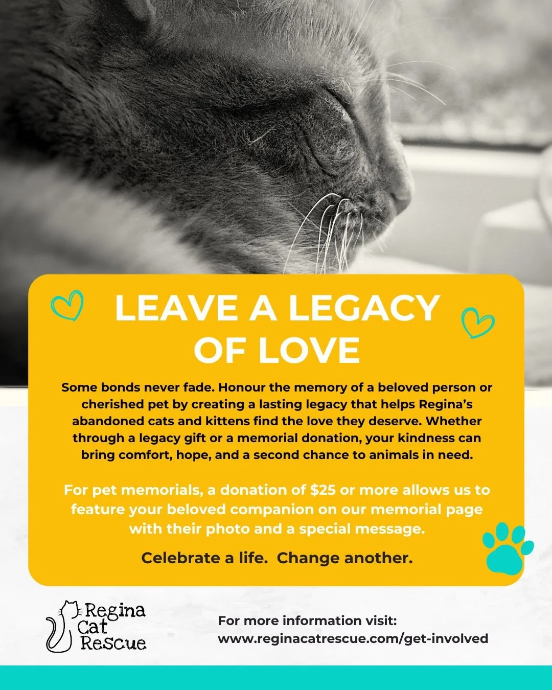 The love we have for those we've lost never truly leaves us. 💛⁠
⁠
By making a legacy or memorial gift, you can honour the memory of a cherished person or beloved pet while giving Regina's abandoned cats and kittens a second chance at a life filled w