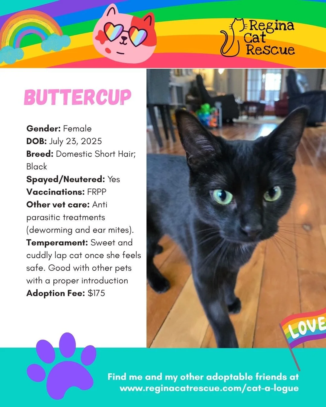 "🌈 Love comes in every colour,  and so do our cats! 🐾⁠
⁠
This June, we&rsquo;re celebrating Pride Month by honouring love, individuality, and the joy of being exactly who you are. At Regina Cat Rescue, every cat deserves a safe home where they