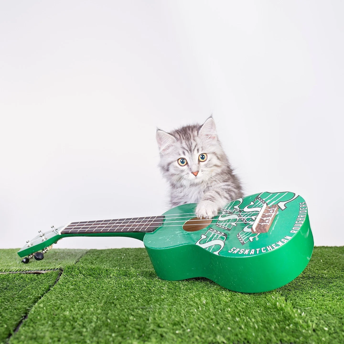 🚨 VOLUNTEER CALL! 🚨⁠
⁠
Regina Cat Rescue needs your help! One of our biggest fundraisers is working the Western Pizza booth at Mosaic Stadium during Rider games. 🙀🏈🍕 Volunteering is fast-paced, fun, and directly supports the hundreds of cats and