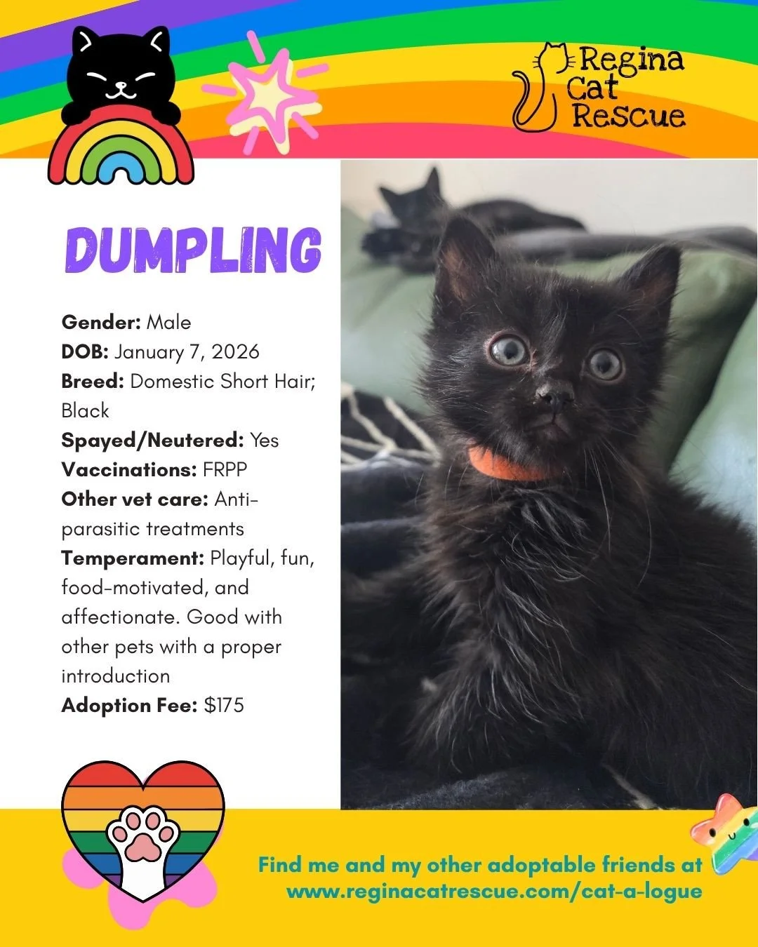 "🌈 Love comes in every colour,  and so do our cats! 🐾⁠
⁠
This June, we&rsquo;re celebrating Pride Month by honouring love, individuality, and the joy of being exactly who you are. At Regina Cat Rescue, every cat deserves a safe home where they