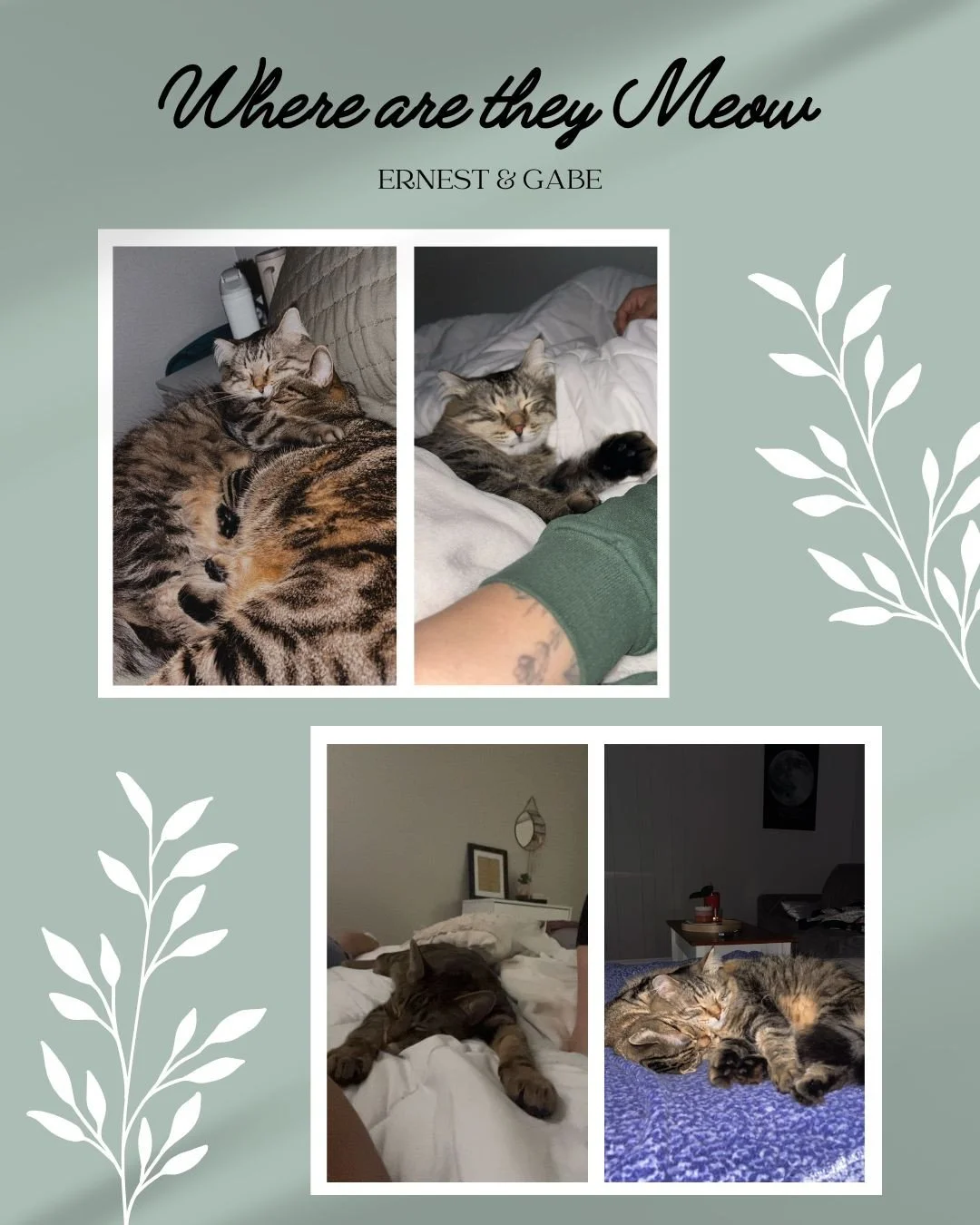 Ernest joined his family in August 2022 and quickly proved himself to be the sweetest, fluffiest boy around. A year later, Gabe joined the crew, and the two have become the best of bros! ❤️⁠
⁠
While Gabe is a little shy with strangers, he absolutely 