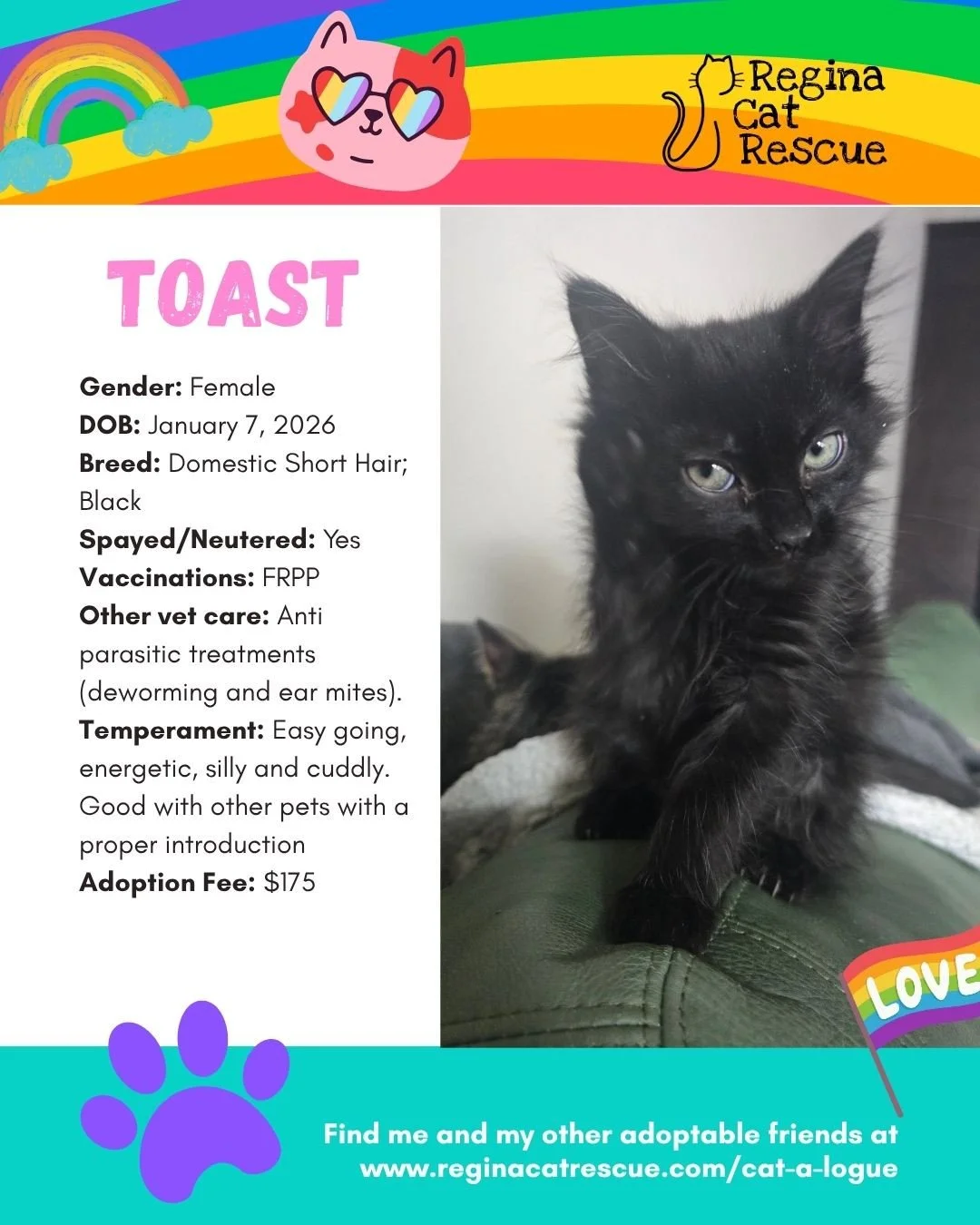 "🌈 Love comes in every colour,  and so do our cats! 🐾⁠
⁠
This June, we&rsquo;re celebrating Pride Month by honouring love, individuality, and the joy of being exactly who you are. At Regina Cat Rescue, every cat deserves a safe home where they
