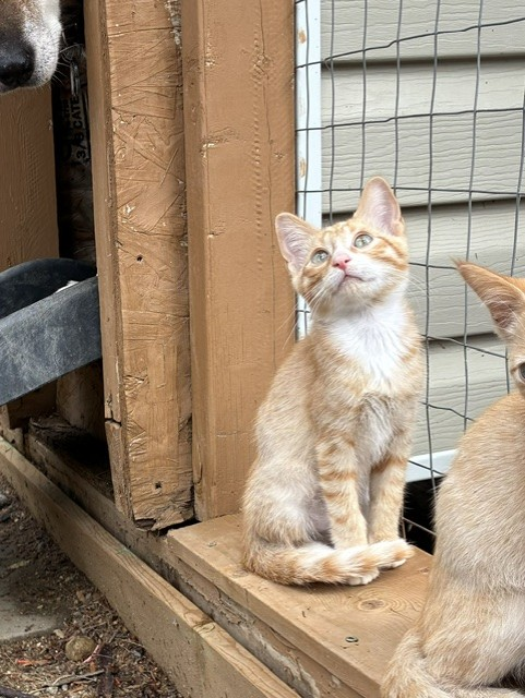 Kyle - Easy-going, Sweet, & Cuddly