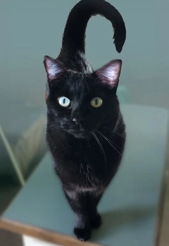 Splash - Shy/Affectionate Kitty Looking for a Cat Whisperer